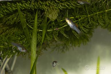 Pesci tropicali poecilidi Limia tridens