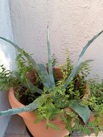 AGAVE
