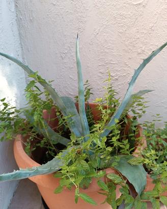 AGAVE