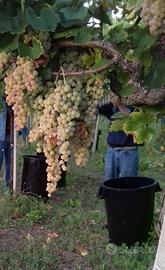 UVA DA VINO