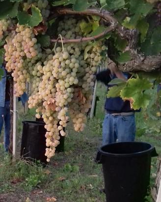 UVA DA VINO