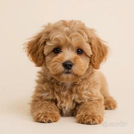 Cagnolino/a piccola taglia