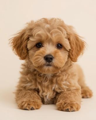 Cagnolino/a piccola taglia