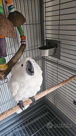 0cacatua alba 4 mesi