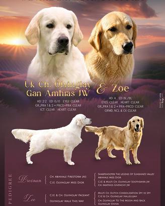 Cuccioli di Golden Retriever