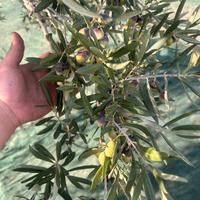 olive varieta coratina per info in privato