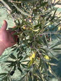 olive varieta coratina per info in privato