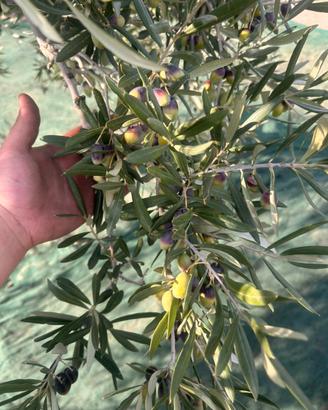olive varieta coratina per info in privato
