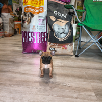 Bulldog francese miss Natale