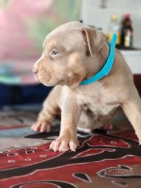 Pitbull 