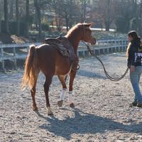 Purosangue araba 6 anni