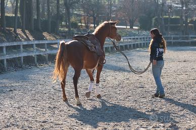 Purosangue araba 6 anni