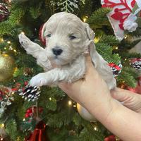 Disponibili cuccioli di Barboncini