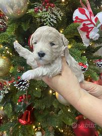 Disponibili cuccioli di Barboncini