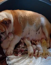 Cuccioli di Bulldog Inglese
