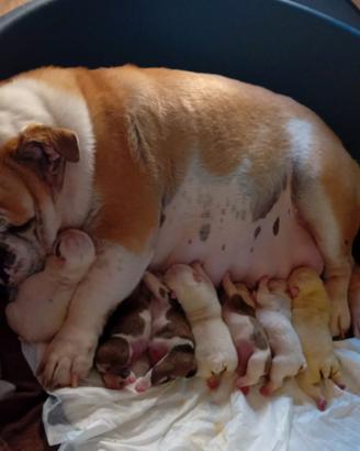 Cuccioli di Bulldog Inglese