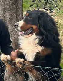 Cuccioli Bovaro del Bernese