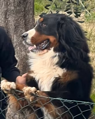 Cuccioli Bovaro del Bernese