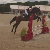 Cavallo salto ostacoli Sella Italiano