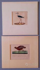 Coppia Litografie Ornitologiche '800 Buffon " 1830