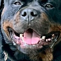 Femmina di rottwailer per accoppiamento