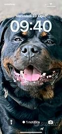 Femmina di rottwailer per accoppiamento