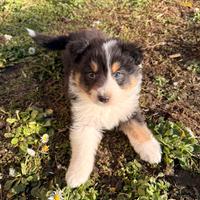 Cuccioli di Australian Shepherd