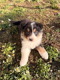 Cuccioli di Australian Shepherd