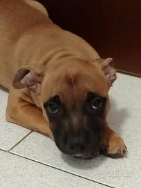 Cucciolo di Staffordshire Bull Terrier 