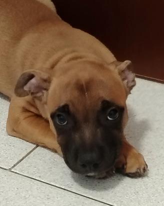Cucciolo di Staffordshire Bull Terrier 