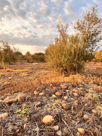 Terreno agricolo 49-347