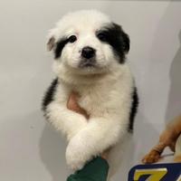 Cuccioli di border collie