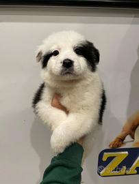 Cuccioli di border collie