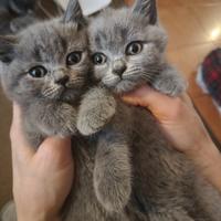 Gattini micini cuccioli British shorthair