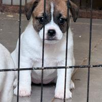 Cucciola jack russell pedigree