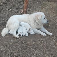 Cuccioli di maremmano abruzzese