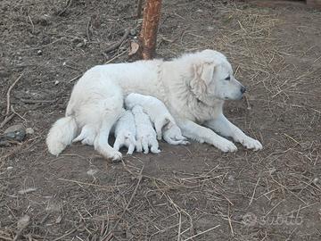 Cuccioli di maremmano abruzzese