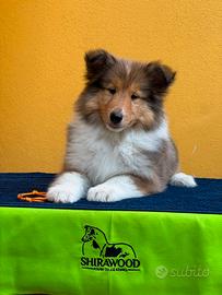 Pastore Scozzese/Collie cucciola con pedigree