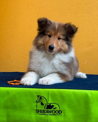Pastore Scozzese/Collie cucciola con pedigree