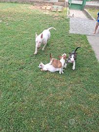 Cucciola di bull terrier standard
