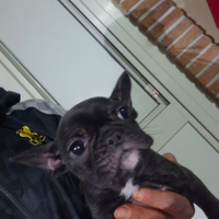Bulldog francese femmina prezzo bomba