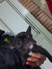Bulldog francese femmina prezzo bomba