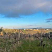 Terreno agricolo torano nuovo 5500 mq vigneto