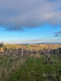 Terreno agricolo torano nuovo 5500 mq vigneto