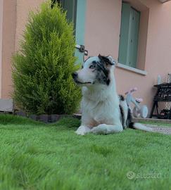 Border collie