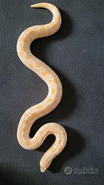 serpente nasicus femmina