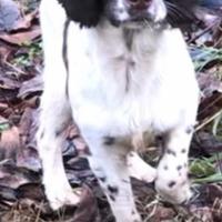 Springer spaniel