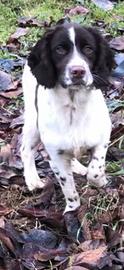 Springer spaniel