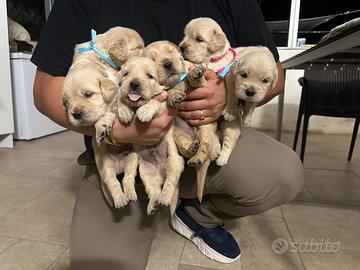 Cuccioli golden retriever
