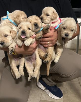 Cuccioli golden retriever
